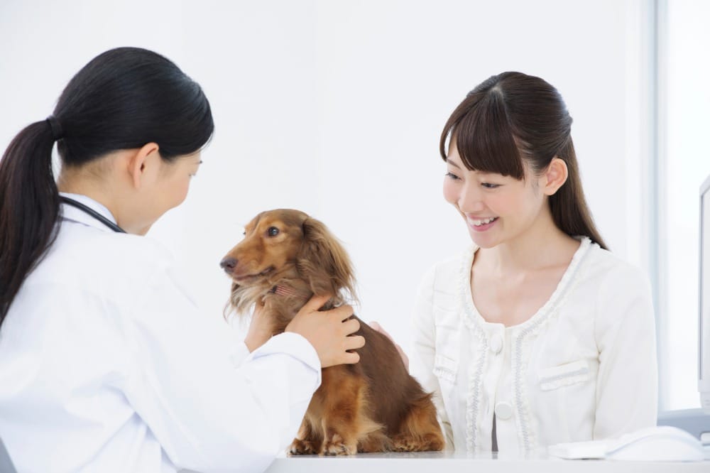 カウンセリング中の犬